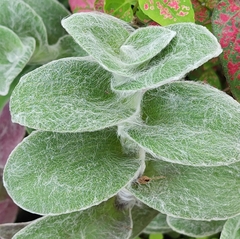 Tradescantia sillamontana