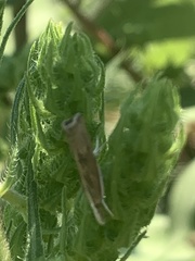 Parapediasia teterrellus