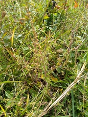 Ambrosia artemisiifolia