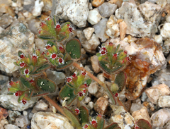 Euphorbia setiloba