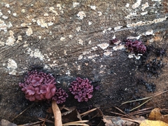 Ascocoryne sarcoides