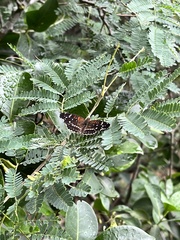 Anthanassa texana texana