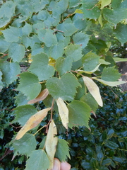 Tilia mongolica