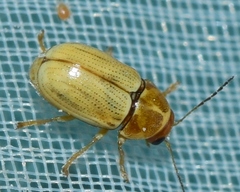Cryptocephalus