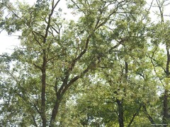 Quercus faginea