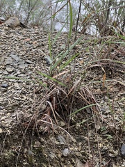 Libytheana carinenta mexicana