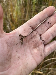 Schoenoplectus acutus