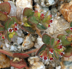Euphorbia setiloba