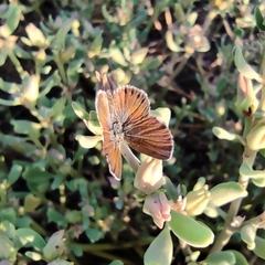 Brephidium exilis exilis