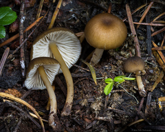 Entoloma formosum