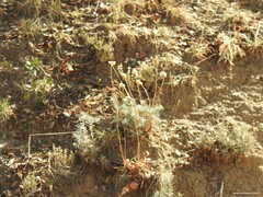 Helichrysum stoechas