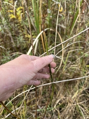 Schoenoplectus acutus