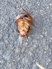 Periplaneta americana