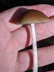 Psathyrella
