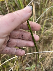Schoenoplectus acutus