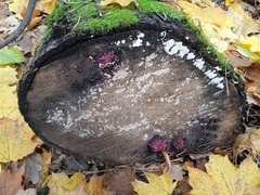 Ascocoryne sarcoides