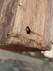 Parcoblatta pennsylvanica