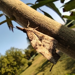 Libytheana carinenta mexicana