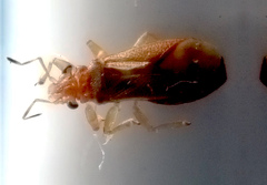 Thaumastocoris peregrinus
