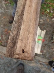 Parcoblatta pennsylvanica