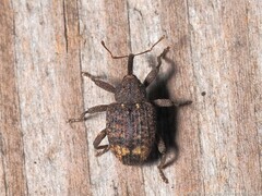 Conotrachelus posticatus