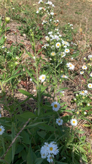 Symphyotrichum pilosum