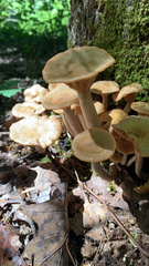 Desarmillaria tabescens