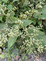 Veratrum hybridum