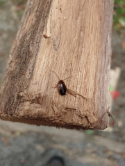 Parcoblatta pennsylvanica