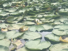 Nymphaea alba