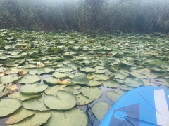 Nymphaea alba