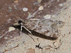 Eudonia heterosalis