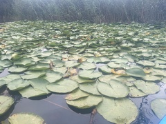 Nymphaea alba