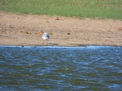 Chroicocephalus maculipennis