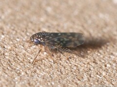 Xestocephalus superbus