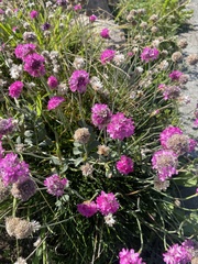 Eriogonum ovalifolium
