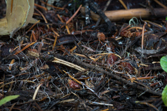 Marasmiellus filopes