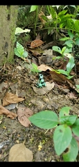 Dendrobates auratus