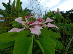Bauhinia monandra