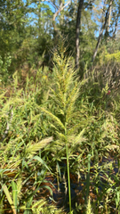 Echinochloa crus-galli