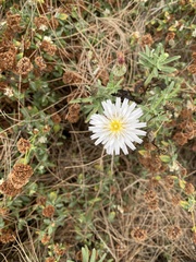 Rafinesquia californica