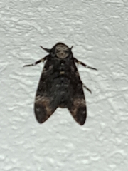 Acherontia atropos
