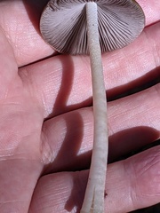 Psathyrella