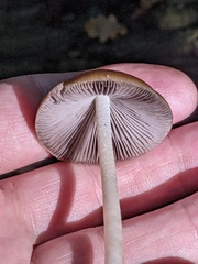 Psathyrella