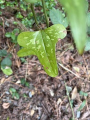 Smilax bona-nox