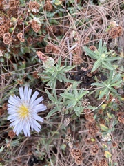 Rafinesquia californica