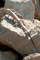 Aspidoscelis tigris tigris