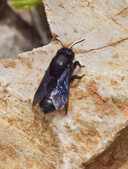Megachile parietina