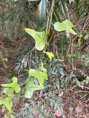 Smilax bona-nox