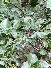 Anthanassa texana texana